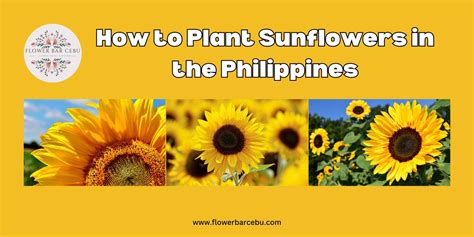 how to plant sunflower in the philippines|SUNFLOWER .
